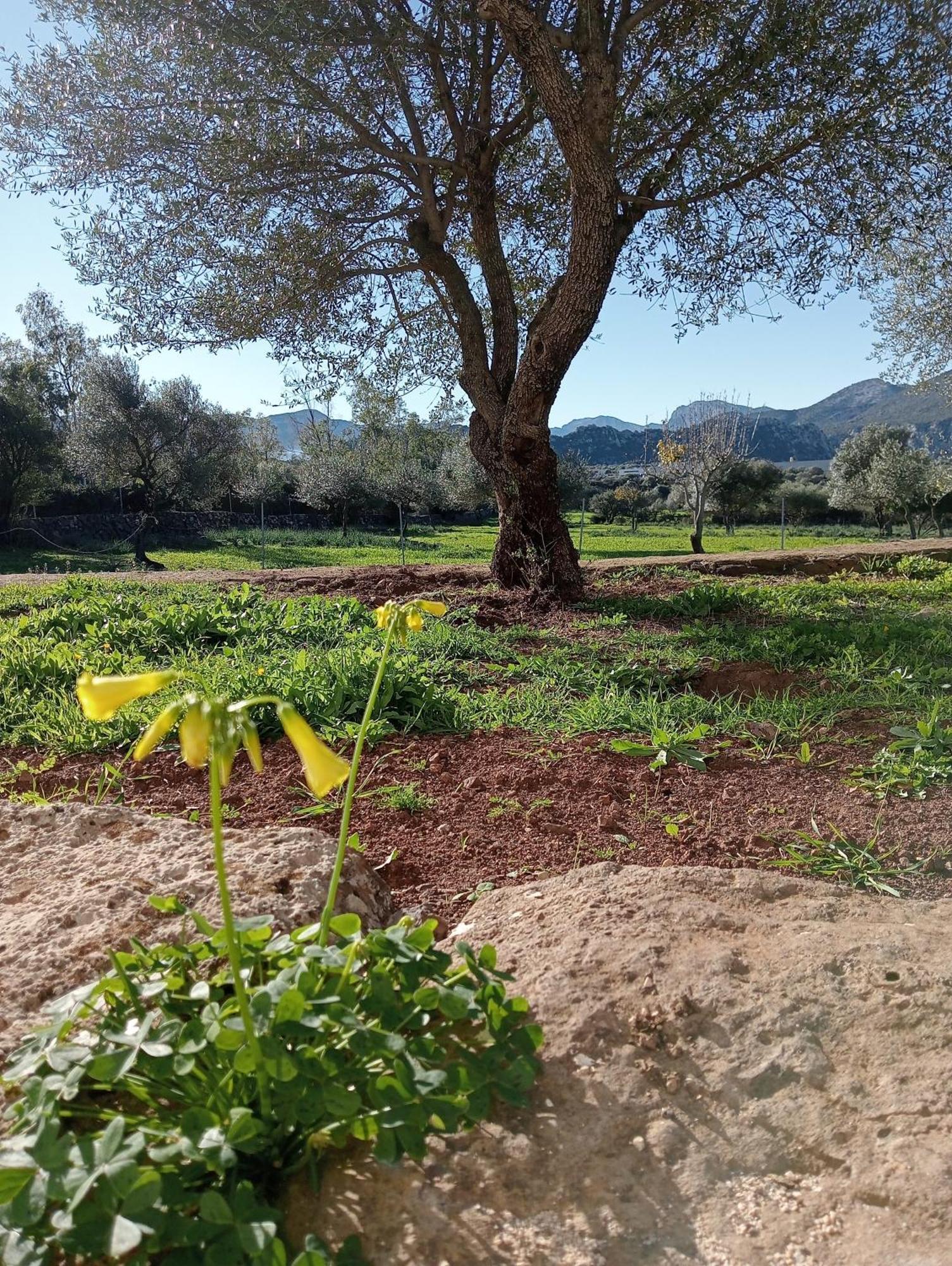Agriturismo Sa Murta Dorgali Exterior photo